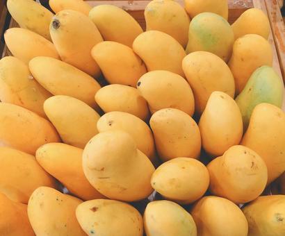 たくさんのマンゴー たくさんのマンゴー マンゴー,フルーツ,果物の写真素材