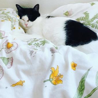 ネコとベッドの上 ネコとベッドの上 ネコ,ねこ,猫の写真素材
