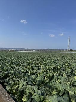 三浦の恵み 三浦の恵み 湘南,富士,青空の写真素材