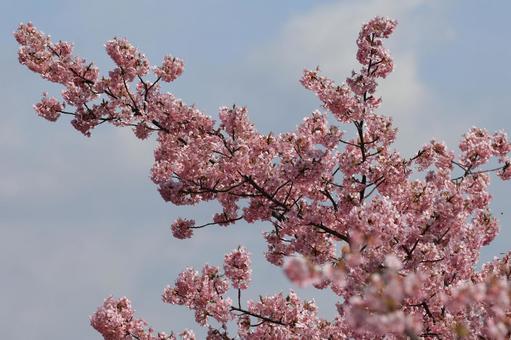 Kawazu cherry blossoms, JPG