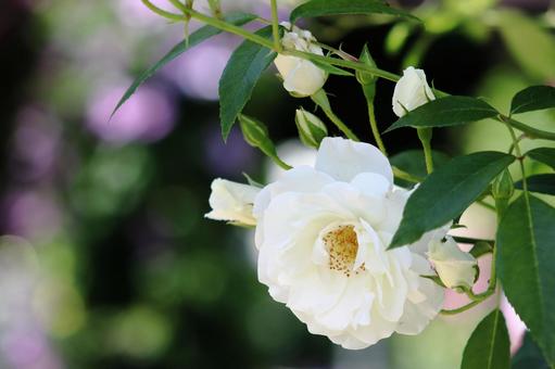 白いバラの花 白いバラの花の写真