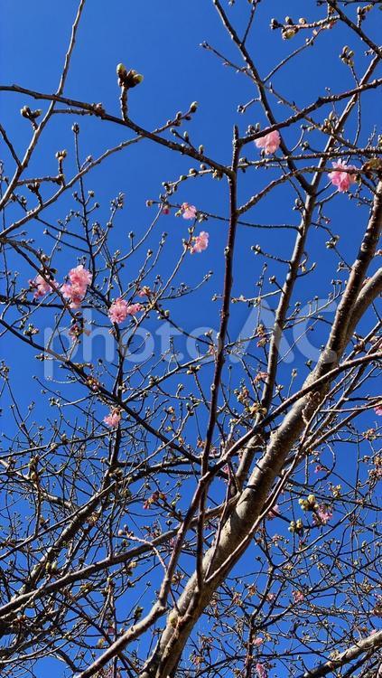 咲き始めた桜の木 桜,ピンク,春の写真素材