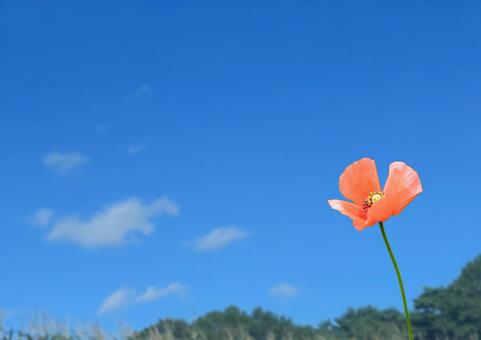 青空にオレンジの花 青空にオレンジの花の写真