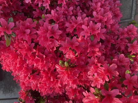 Lots of azaleas, JPG