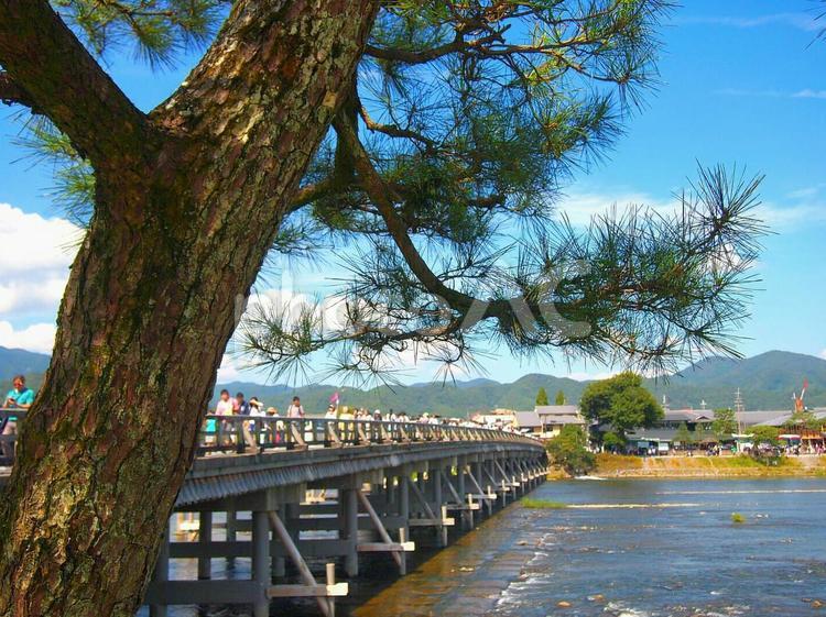 渡月橋と松 渡月橋,京都,風景の写真素材