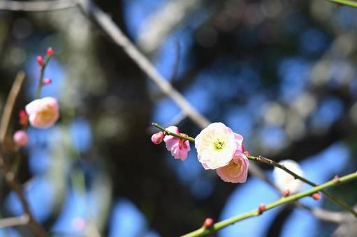 梅の花 梅の花の写真