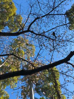 Photo, japan, natural, landscape, 