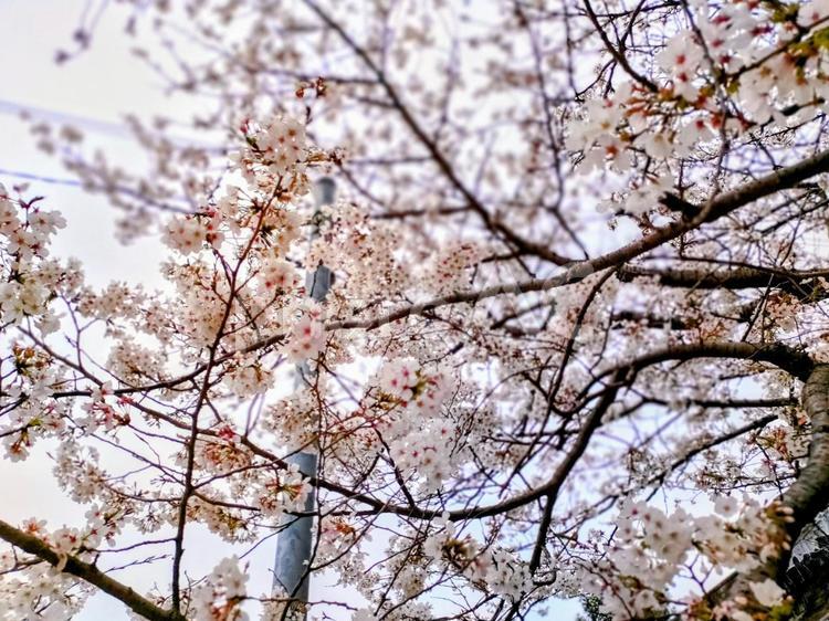 桜の風景 桜,桜の木,春の写真素材
