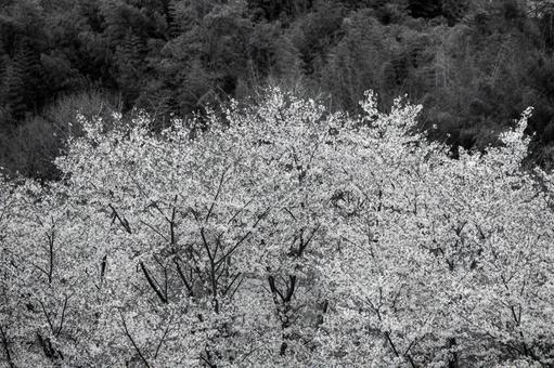 満開の桜 満開の桜の写真