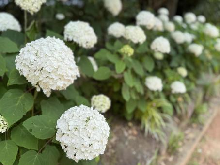 Ball-like hydrangea, JPG Ball-like hydrangea, JPG