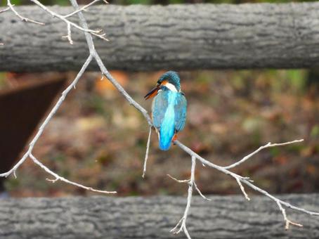 対岸の柿の木の枝にとまるカワセミ2 カワセミ,鳥,鳥類の写真素材
