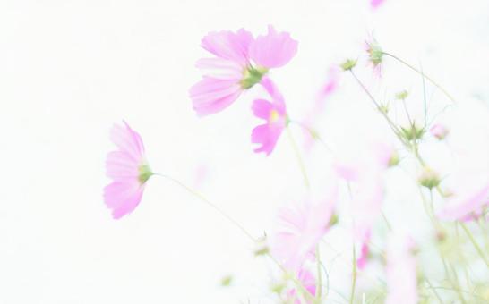 ソフトフォーカス白背景のピンク色コスモス ソフトフォーカス白背景のピンク色コスモスの写真