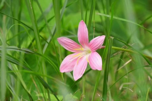 ゼフィランサス ゼフィランサス ゼフィランサス,花,ピンクの写真素材