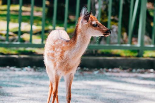 お母さん何処に行ったのかな お母さん何処に行ったのかな 鹿,動物,かわいいの写真素材