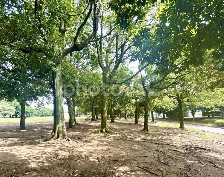 木漏れ日いっぱいの公園 木漏れ日,公園,緑の写真素材