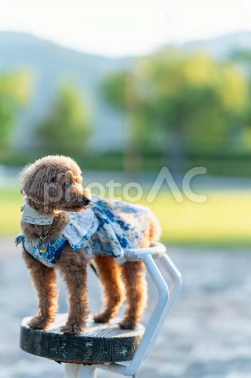 夏の公園で散歩するトイプードル トイプードル,トイプー,夏の写真素材