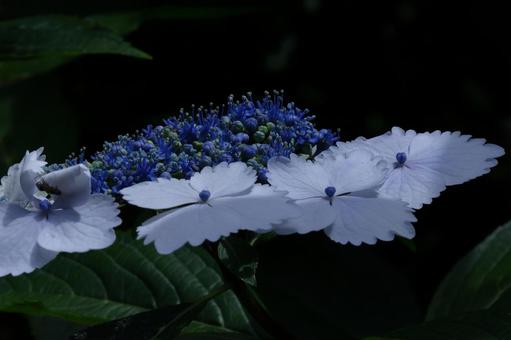 Photo, hydrangea, flower, hydrangea plant, 