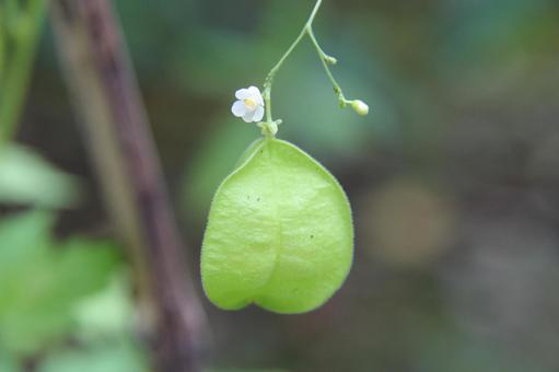 フウセンカズラ フウセンカズラ 咲く風景,草花,つる性の写真素材