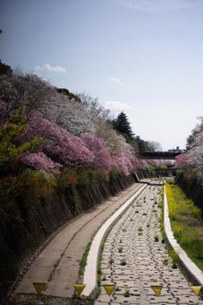 春爛漫の桜並木と水路の風景 桜,さくら,菜の花の写真素材