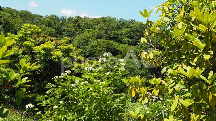 七沢森林公園・紫陽花＆新緑の森（厚木市） 初夏,紫陽花,七沢森林公園の写真素材
