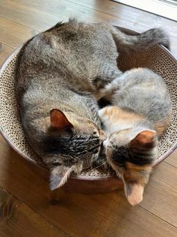 三毛猫 キジトラ お昼寝 三毛猫 キジトラ お昼寝の写真