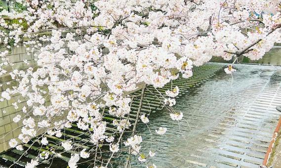 目黒川沿いの桜 ソメイヨシノ 背景 目黒川沿いの桜 ソメイヨシノ 背景 桜,さくら,満開の写真素材