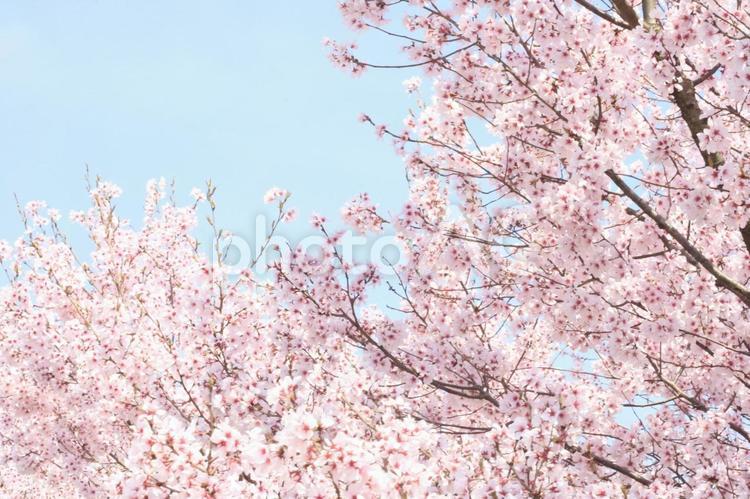 お花見日和うららかな春の青空と桜 桜,さくら,春の写真素材