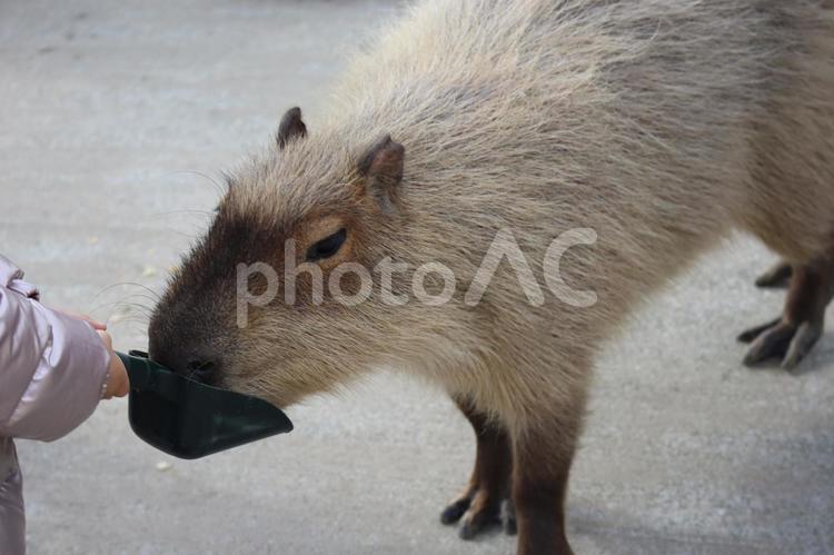 子供が持つスコップから餌をもらうカピバラ カピバラ,子供,持つの写真素材