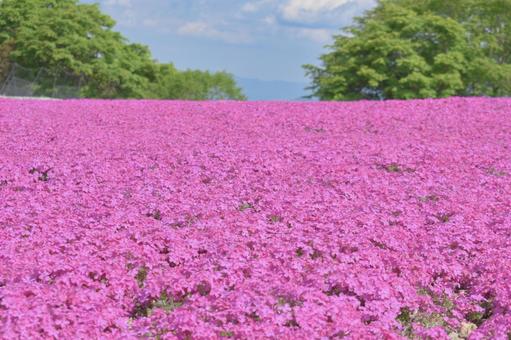 満開の芝桜の絨毯 満開の芝桜の絨毯の写真