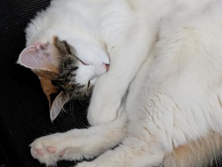 眠る猫 眠る猫 ネコ,かわいい,体が柔らかいの写真素材