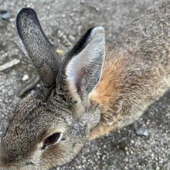 rabbit, JPG