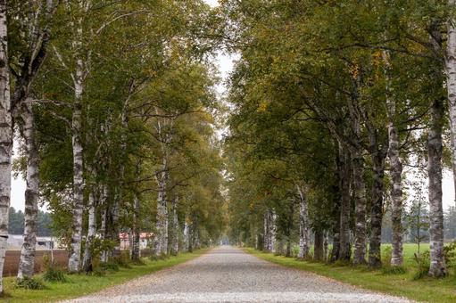 早朝の無人の白樺並木 早朝の無人の白樺並木 十勝牧場,白樺並木,家畜改良センターの写真素材