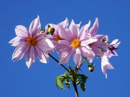 【花の写真】皇帝ダリア 皇帝ダリア,コウテイダリア,植物の写真素材
