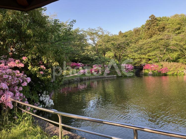 春の公園　 ツツジ,日本池,池の写真素材