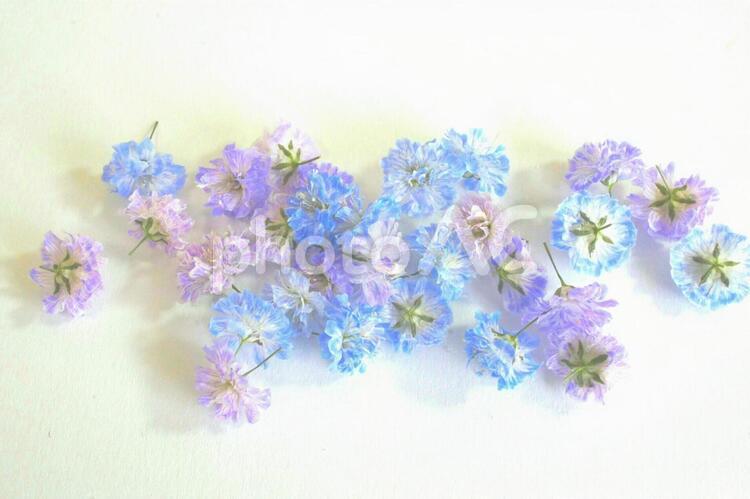 かすみ草　青　紫 かすみ草,オーナメント（アート）,カスミソウの写真素材