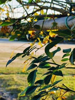 木漏れ日 風景,屋外,淡いの写真素材