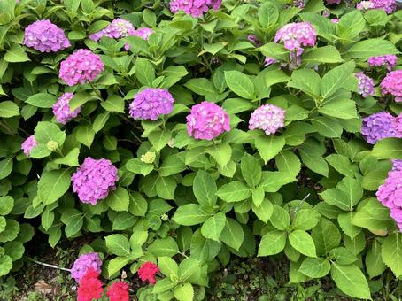 見頃の紫陽花 見頃の紫陽花の写真