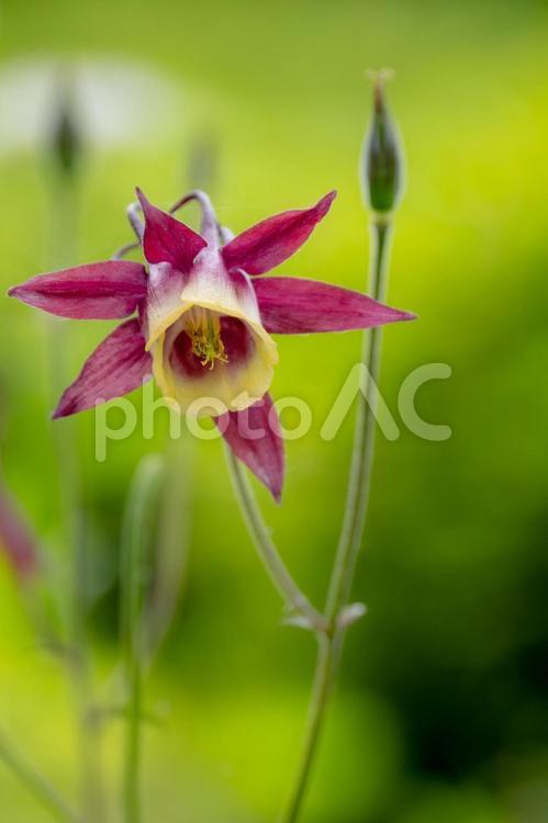 セイヨウオダマキ⑵ 春,花,セイヨウオダマキの写真素材