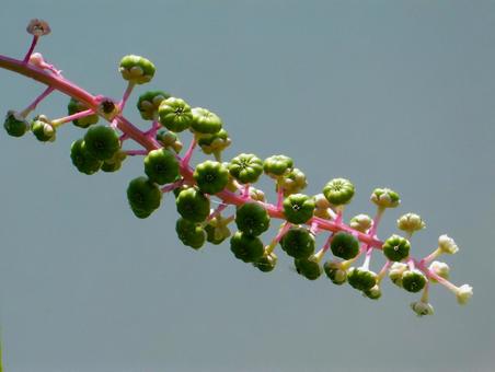 【植物写真】ヨウシュヤマゴボウ 【植物写真】ヨウシュヤマゴボウの写真