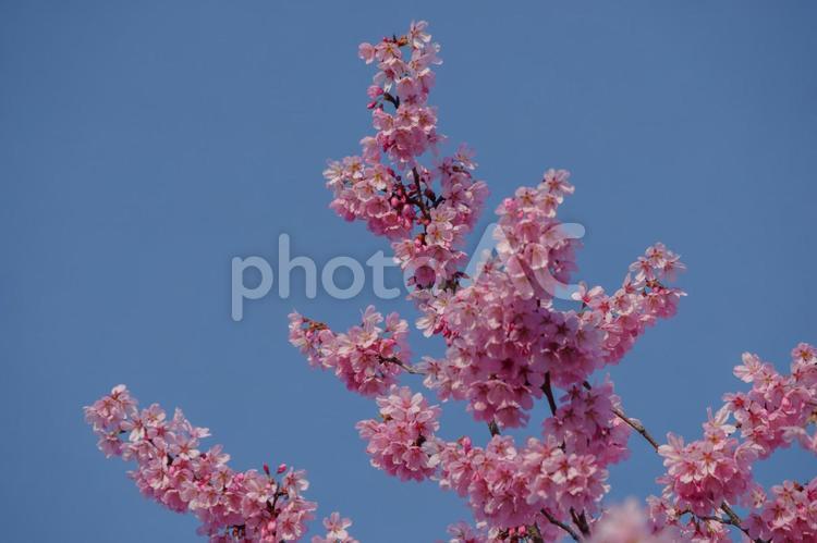 東京港区南青山2丁目の美しい桜の花 桜,満開,春の写真素材