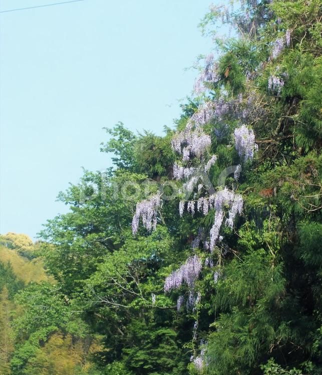 高い木の上で咲く藤の花 藤,藤の花,木の写真素材