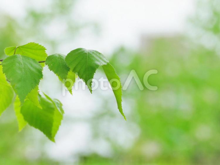 初夏のイメージ 新緑,若葉,葉の写真素材