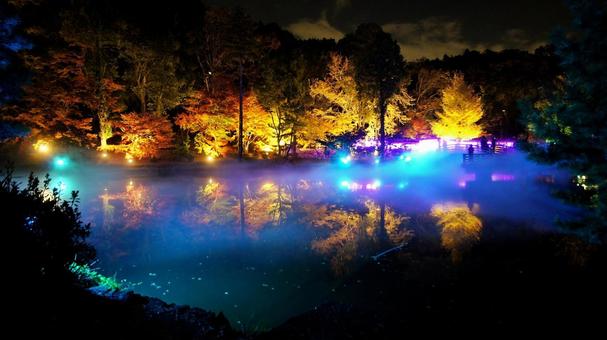 紅葉-1334 紅葉,ライトアップ,夜景の写真素材