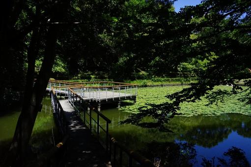 A shady pier stretching out over the water lily pond, JPG