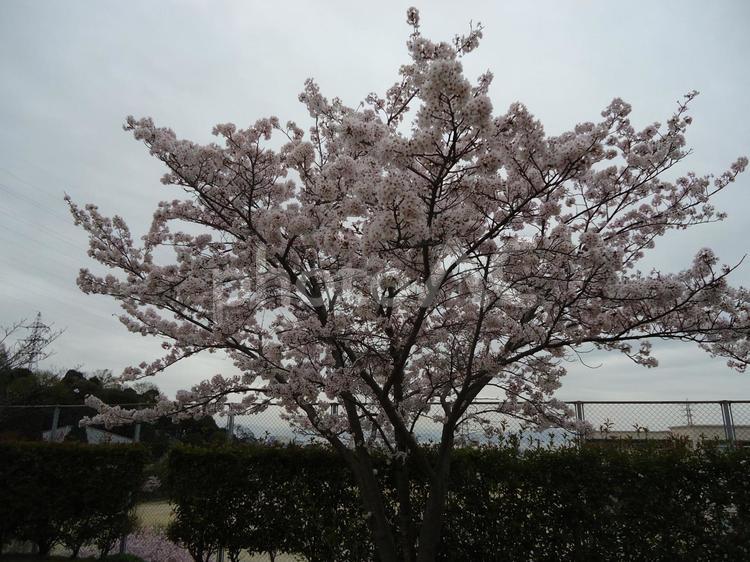 桜　さくら　サクラ さくら,しょくぶつ,サクラの写真素材