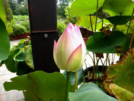 植物園、園内の鉢植えで育ったハスのツボミの写真