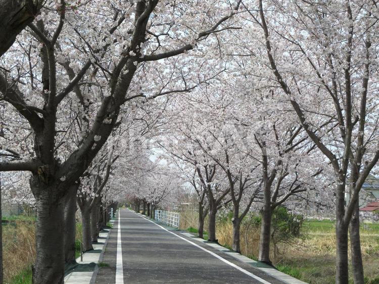 つくば霞ヶ浦りんりんロード北条付近 つくば霞ヶ浦りんりんロード,北条,桜の写真素材