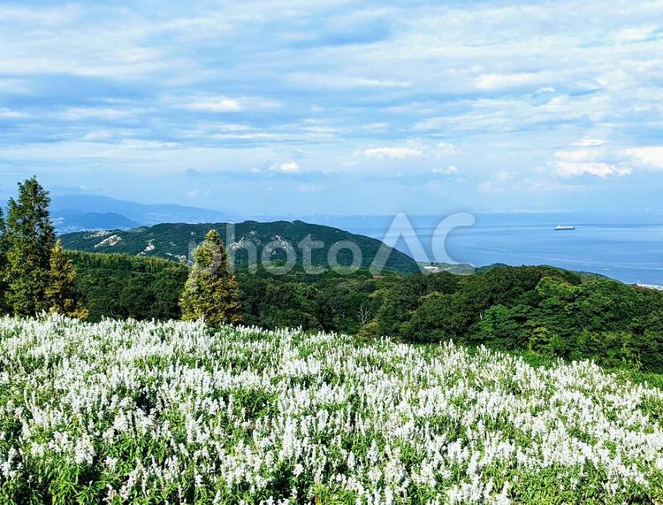 瀬戸内海を臨む白いサルビアの丘 サルビア,白色,あわじ花さじきの写真素材