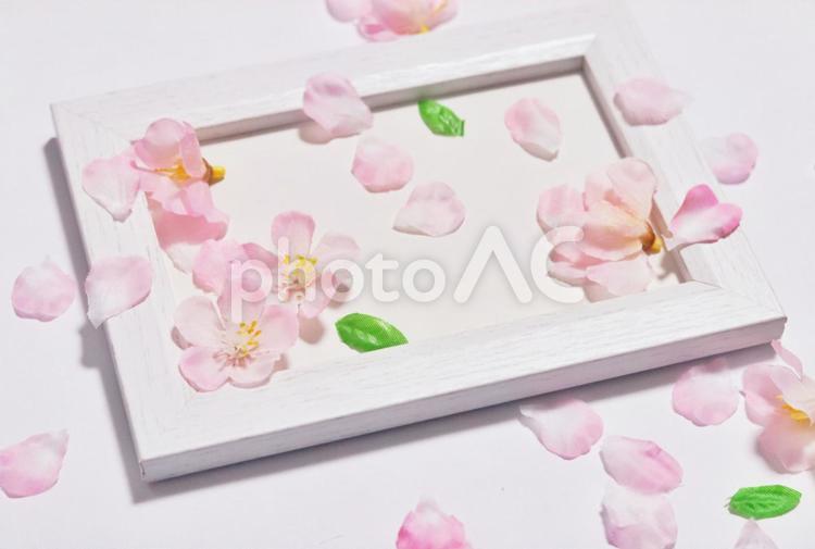 桜のイメージ素材 桜,春,背景素材の写真素材
