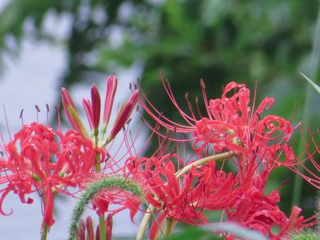 彼岸花の花 彼岸花の花の写真